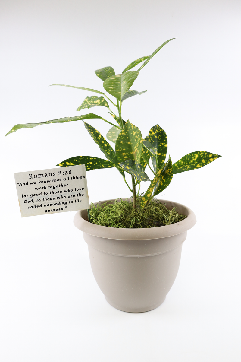 Plants  Simply Uncaged Christian Gifts