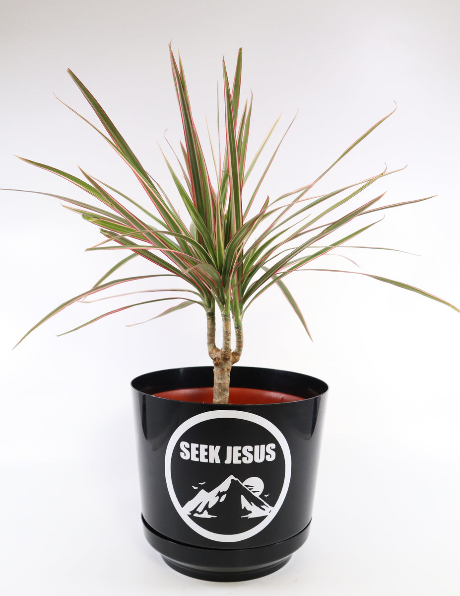 dracaena colorama bush Dracaena Marginata Bush 'Colorama' in a Seek Jesus Black Nursery Pot –  Simply Uncaged Christian Gifts