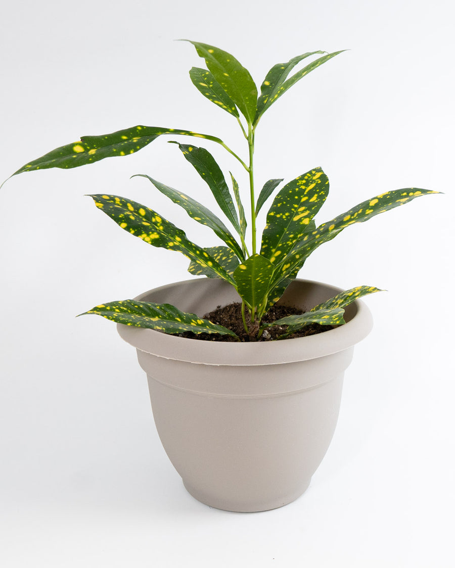 house plant shop croton 'gold dust Croton Gold Dust Live Plant – Simply Uncaged Christian Gifts