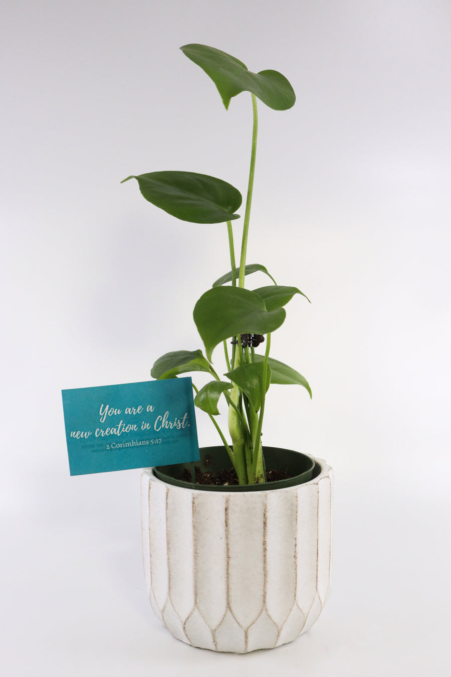 monstera deliciosa plant pot Monstera Deliciosa Plant in Ceramic White Retro Pot – Simply Uncaged Christian Gifts