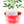 Load image into Gallery viewer, Umbrella Schefflera Plant In &quot;Love Is Patient&quot; Nursery Pot
