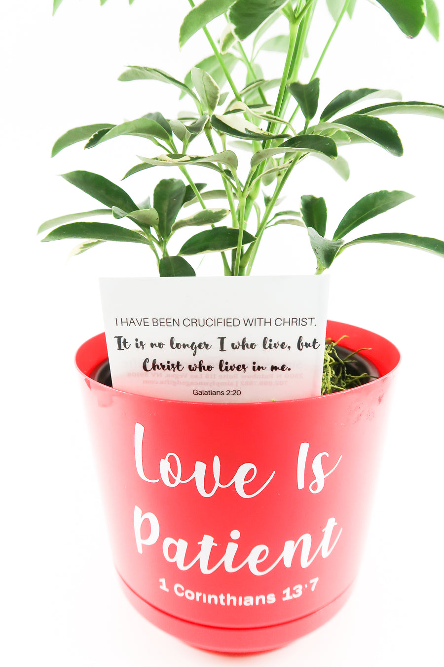 Umbrella Schefflera Plant In "Love Is Patient" Nursery Pot