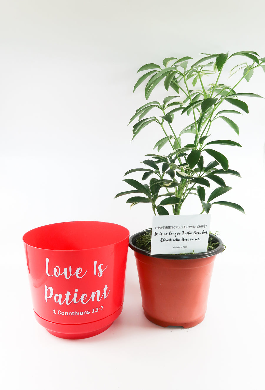 Umbrella Schefflera Plant In "Love Is Patient" Nursery Pot