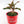 Load image into Gallery viewer, Red Aglaonema Plant in &quot;Lord, I Believe&quot; Nursery Pot
