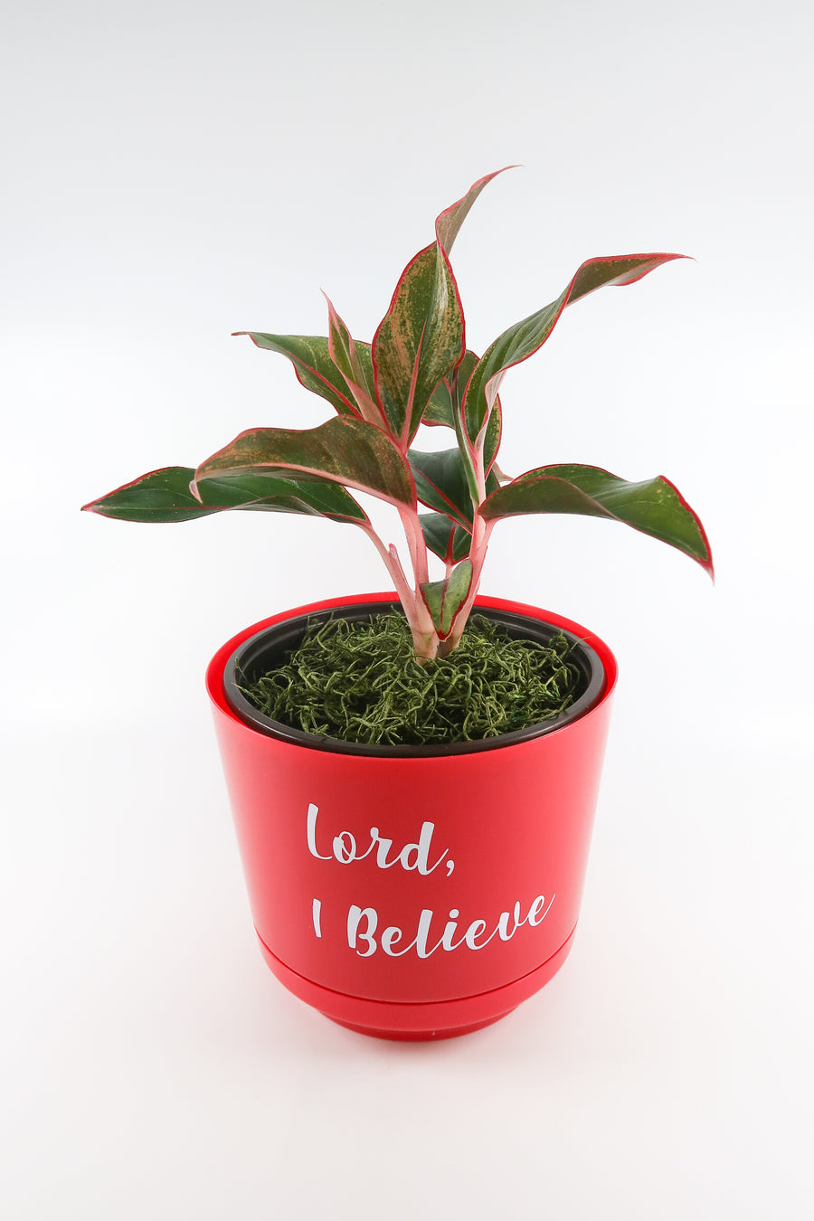 Red Aglaonema Plant in "Lord, I Believe" Nursery Pot