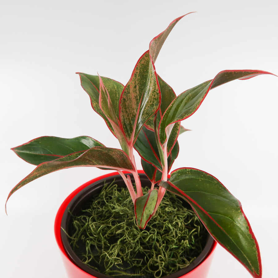 Red Aglaonema Plant in "Lord, I Believe" Nursery Pot