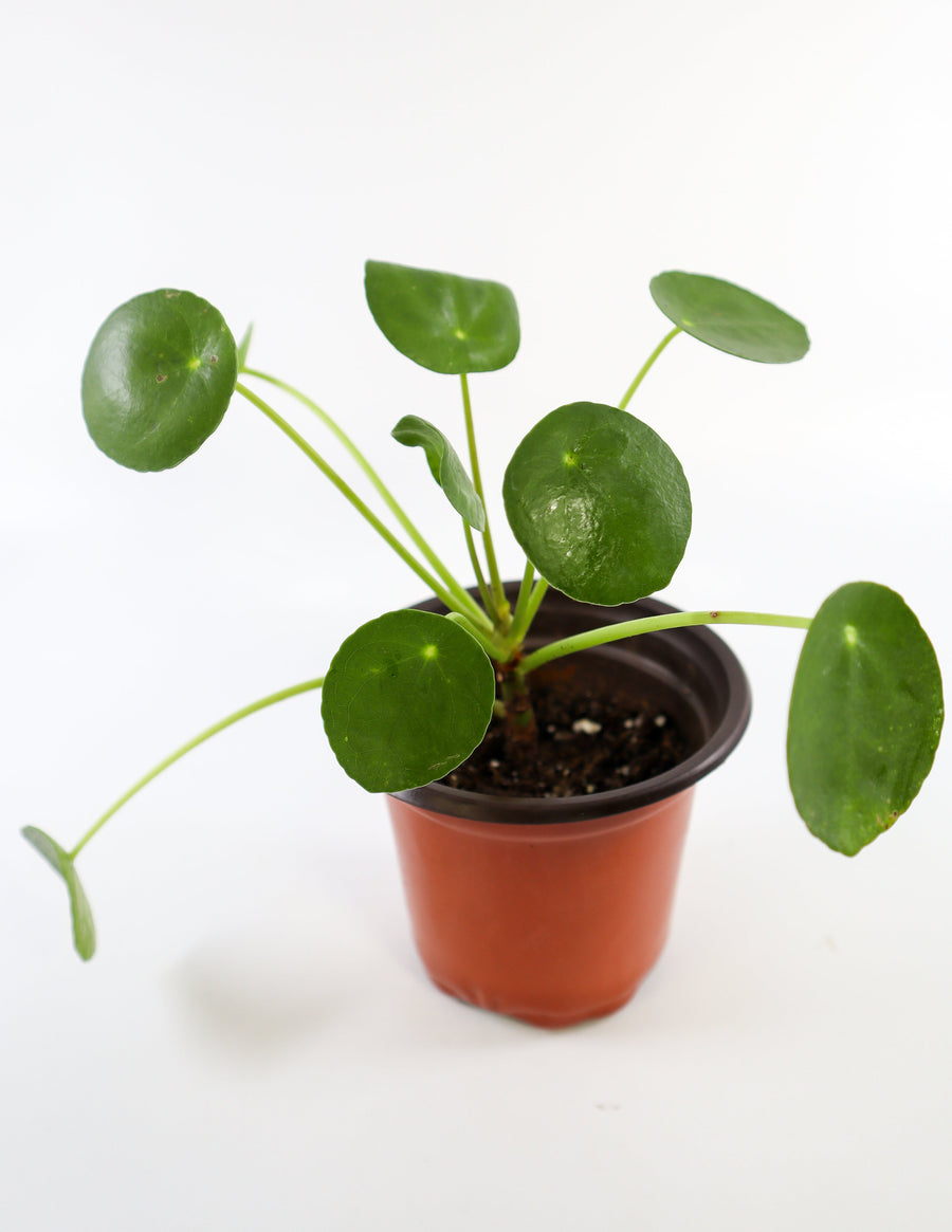 Pilea Peperomioides Live Plant in a Yellow Ceramic Flower Pot