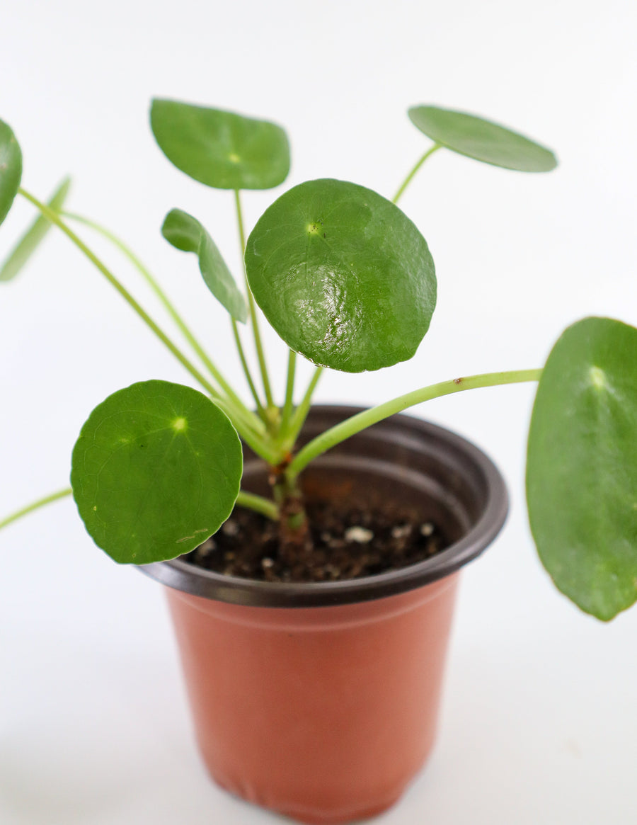 Pilea Peperomioides Live Plant in a Yellow Ceramic Flower Pot