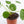 Load image into Gallery viewer, Pilea Peperomioides Live Plant in Ceramic White Retro Pot
