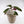 Load image into Gallery viewer, Calathea Jungle Velvet Plant
