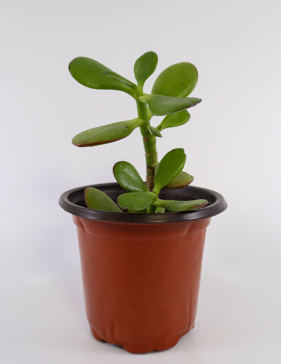 biblical meaning of succulent Jade Succulent Plant in Ceramic White Retro Pot – Simply Uncaged Christian Gifts