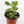 Load image into Gallery viewer, Jade Succulent Plant in Yellow Ceramic Flower Pot
