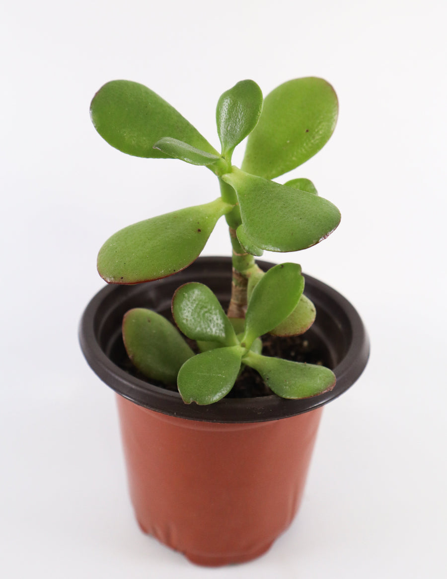 Jade Succulent Plant in Ceramic White Retro Pot