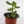 Load image into Gallery viewer, Jade Succulent Plant in Ceramic White Retro Pot
