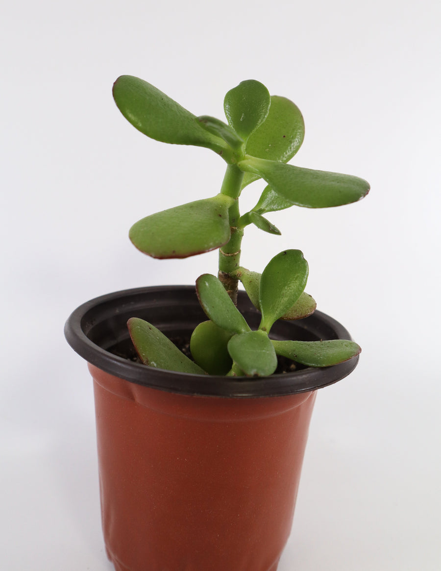 jade plant pot size Jade Succulent Plant in Ceramic White Retro Pot – Simply Uncaged Christian Gifts