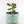 Load image into Gallery viewer, Jade Succulent Plant in &quot;Jesus Loves Me&quot; Planter
