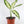 Load image into Gallery viewer, Dieffenbachia Plant in a White Glass Coral Pattern Plant Pot
