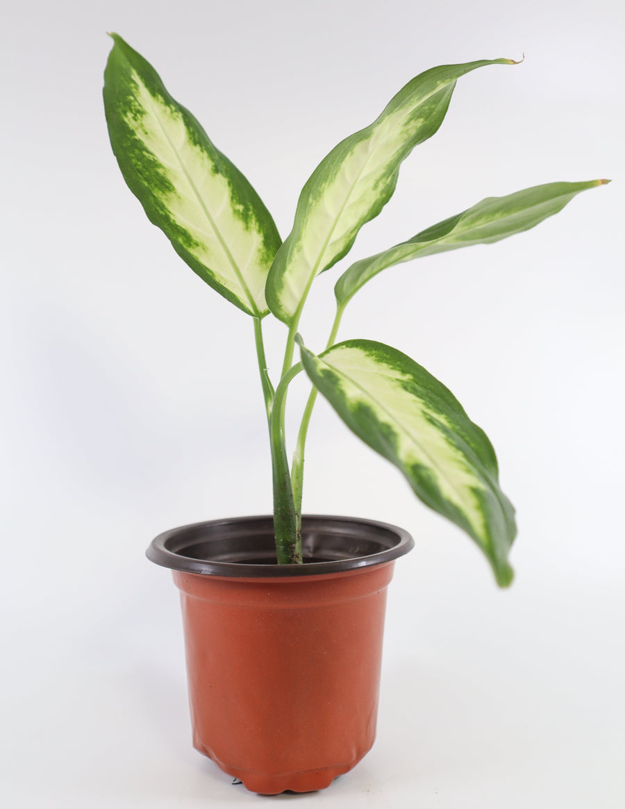 dieffenbachia planter Dieffenbachia Plant in a Bamboo Square Planter – Simply Uncaged Christian Gifts