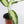 Load image into Gallery viewer, Dieffenbachia Plant in a White Glass Coral Pattern Plant Pot

