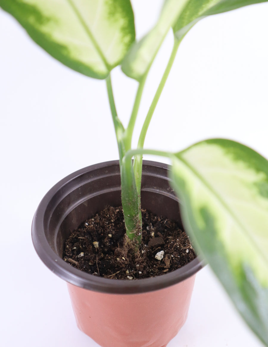 dieffenbachia in pots with flowers Dieffenbachia Plant in a White Glass Coral Pattern Plant Pot – Simply Uncaged Christian Gifts