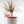 Load image into Gallery viewer, Dracaena Marginata Bush &#39;Colorama&#39; Live Plant in Gray Ceramic Nursery Pot

