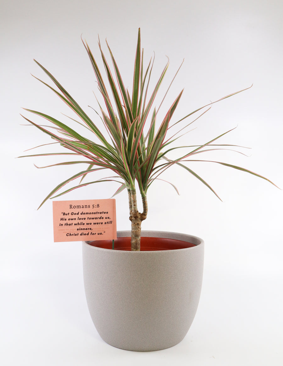 dracaena marginata colorama Dracaena Marginata Bush 'Colorama' Live Plant in Gray Ceramic Nursery – Simply Uncaged Christian Gifts