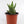 Load image into Gallery viewer, Aloe Nobilis &#39;Gold Tooth Aloe&#39; Succulent Plant in Silver Plant Pot
