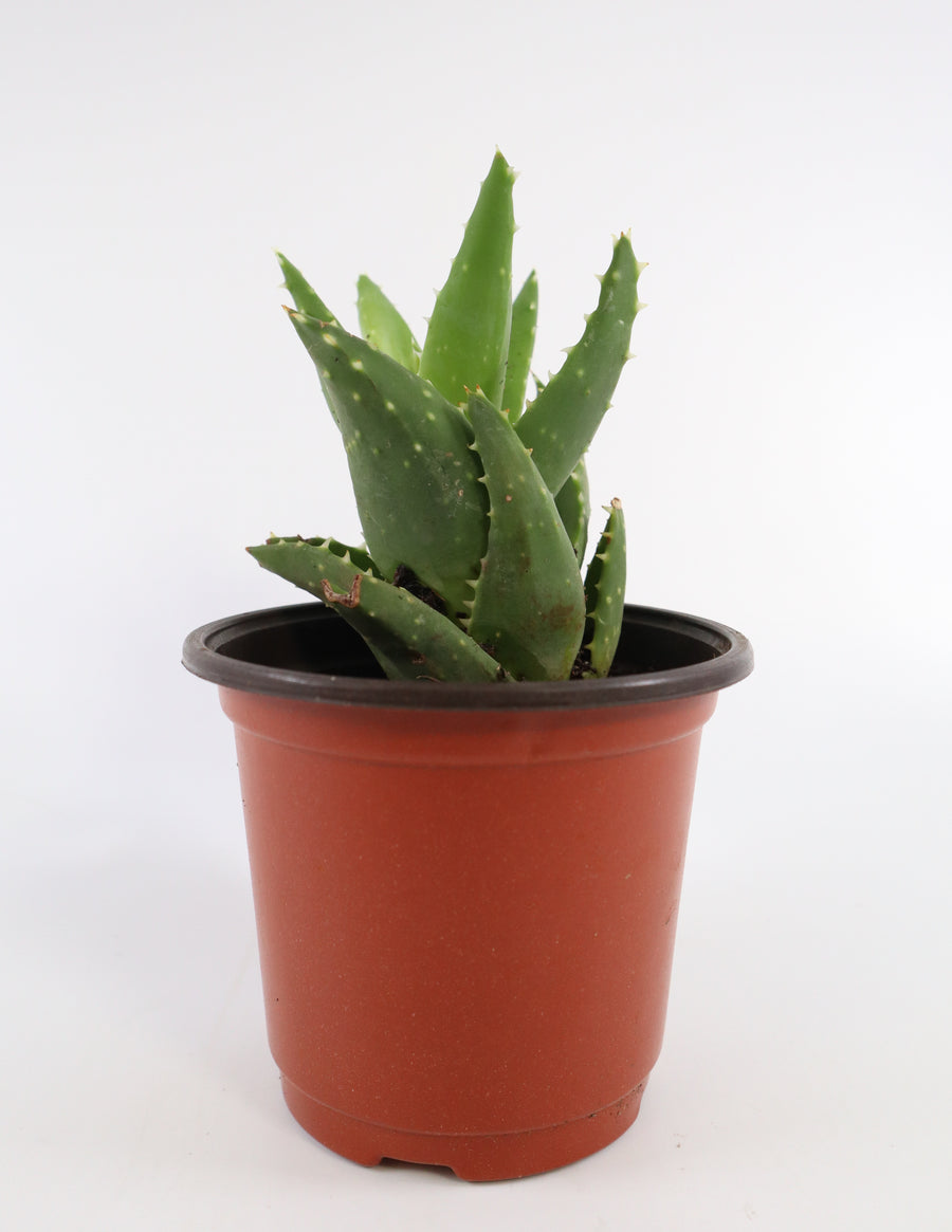 Aloe Nobilis 'Gold Tooth Aloe' Succulent Plant in Silver Plant Pot