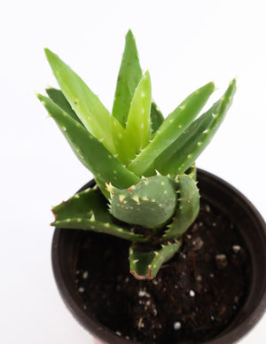 Aloe Nobilis 'Gold Tooth Aloe' Succulent Plant in White Glass Coral Pattern Plant Pot