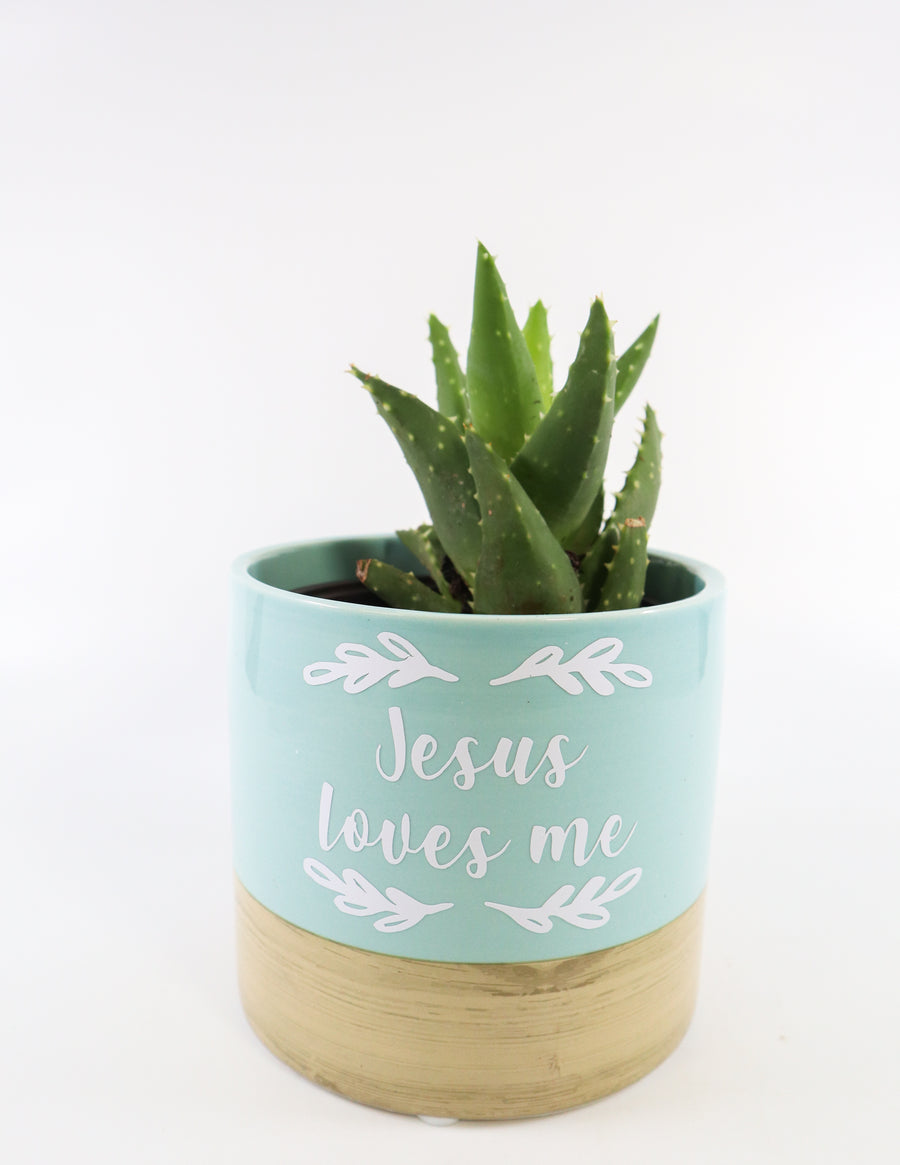 Aloe Nobilis 'Gold Tooth Aloe' Succulent in "Jesus Loves Me" – Uncaged Christian