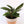 Load image into Gallery viewer, Furry Feather Calathea Live Plant in a &#39;Grow with God&#39; Ceramic Clay Planter
