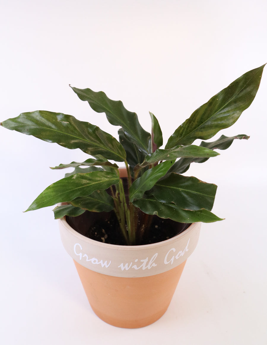 Furry Feather Calathea Live Plant in a 'Grow with God' Ceramic Clay Planter