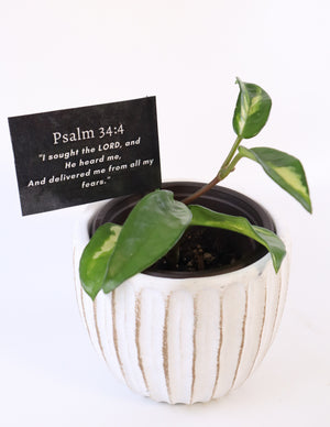 Hoya Krimson Princess Live Plant in Modern White Ceramic Plant Pot