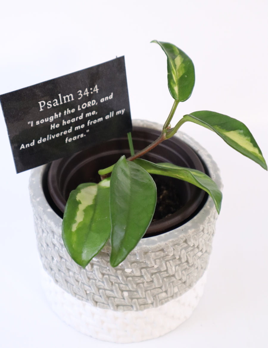 Hoya Krimson Princess Live Plant in Modern White/Gray Ceramic Plant Pot