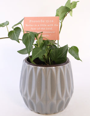 Persian Ivy Live Plant in a Gray Ceramic Flower Pot