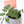 Load image into Gallery viewer, Persian Ivy Live Plant in a Gray Ceramic Flower Pot
