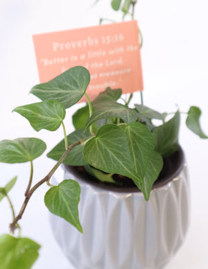 Persian Ivy Live Plant in a Gray Ceramic Flower Pot