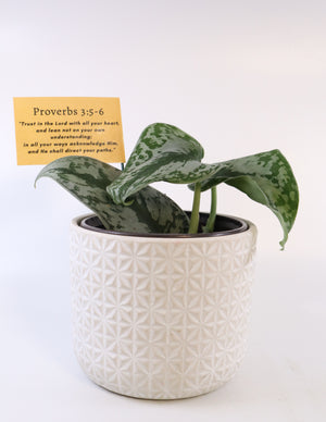 Scindapsus Pictus 'Exotica' Live Plant in Modern White Ceramic Plant Pot