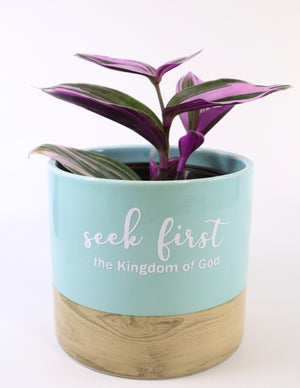 Tradescantia 'Albiflora' Nanouk Live Plant in "Seek First The Kingdom Of God" Nursery Pot