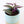 Load image into Gallery viewer, Tradescantia &#39;Albiflora&#39; Nanouk Live Plant in &quot;Seek First The Kingdom Of God&quot; Nursery Pot
