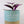 Load image into Gallery viewer, Tradescantia &#39;Albiflora&#39; Nanouk Live Plant in &quot;Seek First The Kingdom Of God&quot; Nursery Pot
