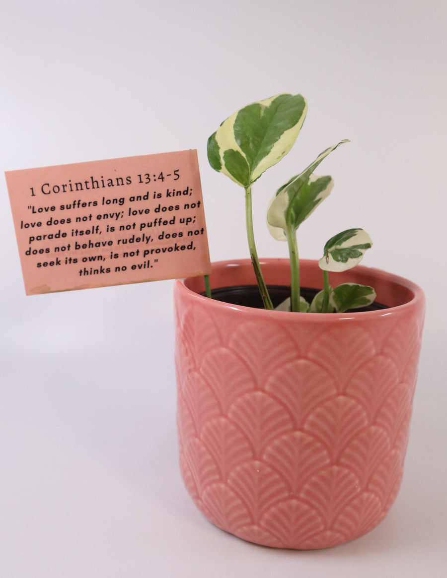 pothos plant pink N'Joy Pothos Plant – Simply Uncaged Christian Gifts