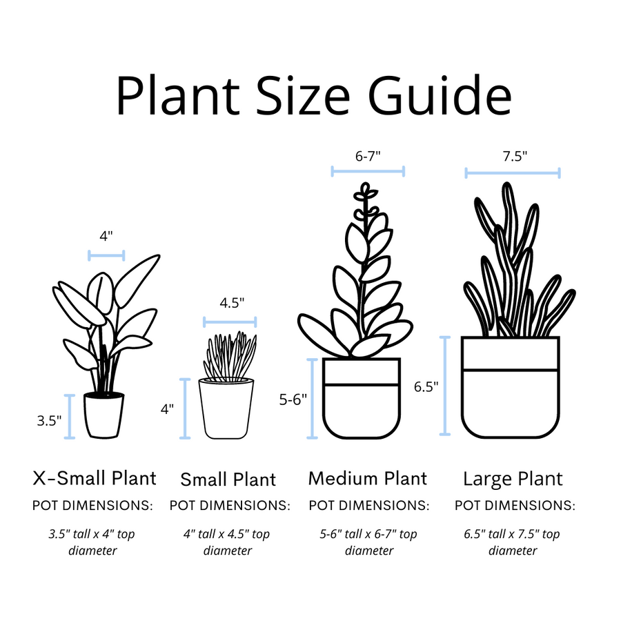 dieffenbachia plant pot size Dieffenbachia Plant in a Bamboo Square Planter – Simply Uncaged Christian Gifts