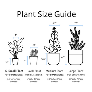 pot size for succulents Jade Succulent Plant in Ceramic White Retro Pot – Simply Uncaged Christian Gifts