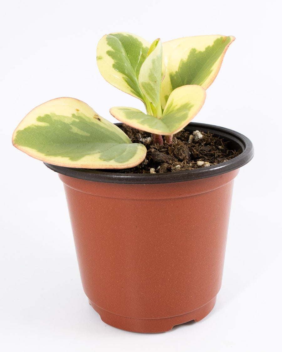 Baby Rubberplant - Live Plant