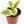 Load image into Gallery viewer, Baby Rubberplant - Live Plant
