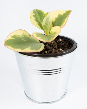 Baby Rubberplant - Live Plant