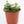 Load image into Gallery viewer, Creeping Inch Plant - Live Plant
