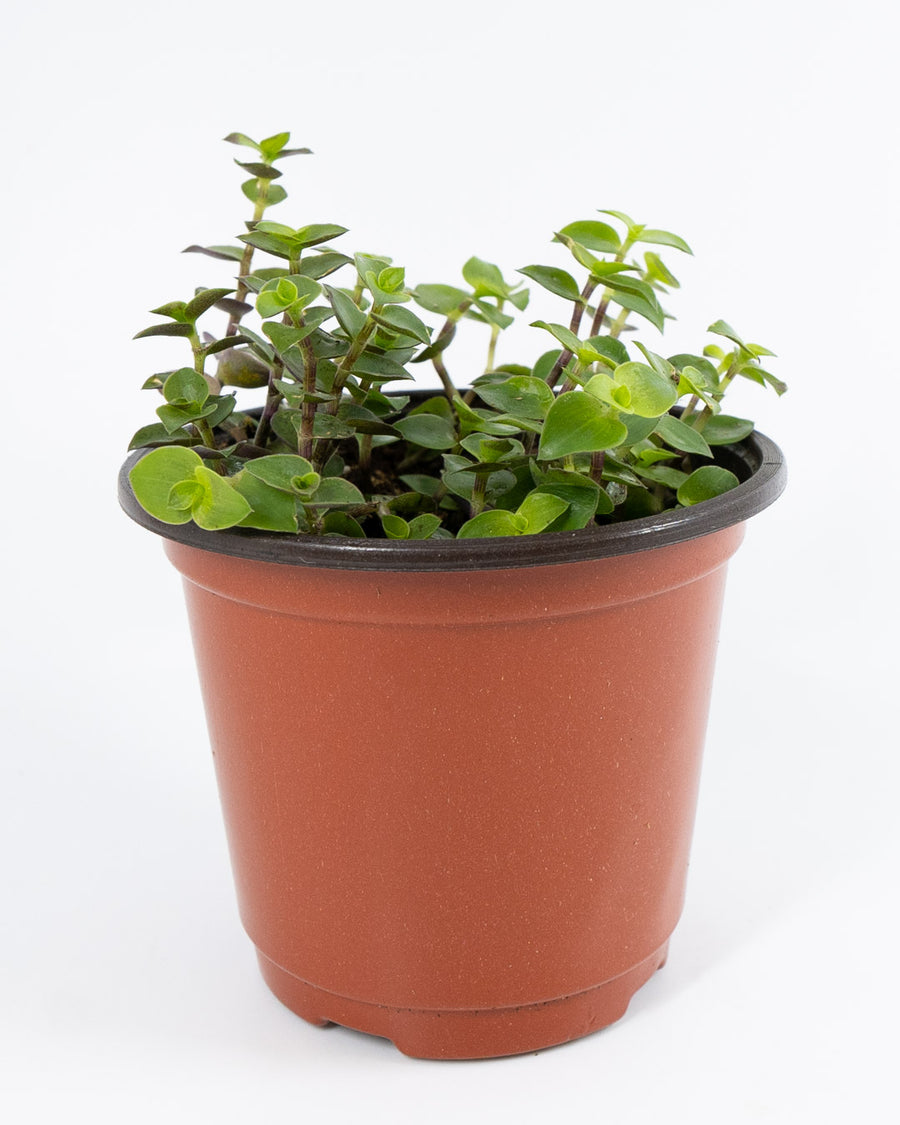 creeping inch plant indoor care Creeping Inch Plant
