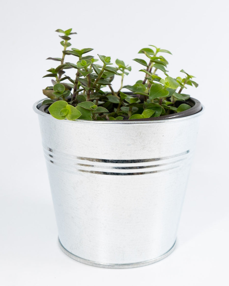 creeping inch plant indoor Creeping Inch Plant